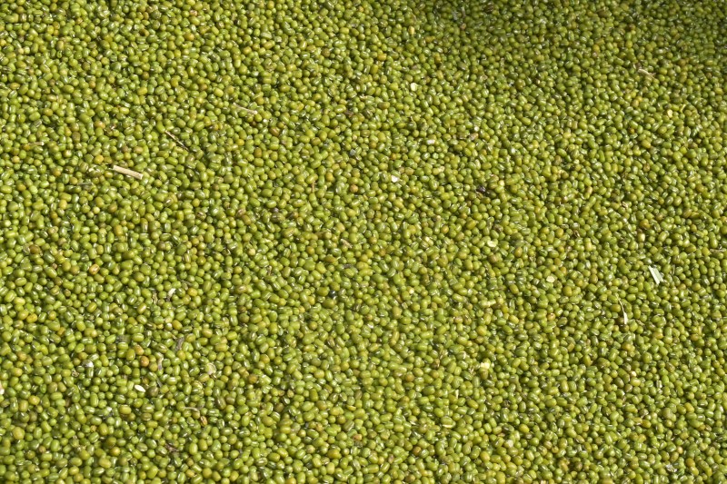 The government did not meet the conditions in the purchase of moong on MSP