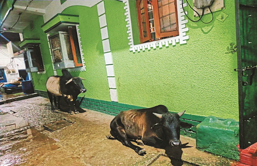 For the first time in the capital old woman died due to bull attack