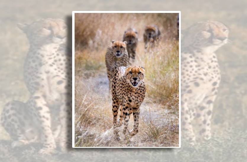 cheetah_in_kuno_mp_cheetah_project_in_kuno_national_park_experts_advice_to_shivraj_singh_sarkar_and_union_government_of_india_cheetah_dead_in_kuno_report.jpg