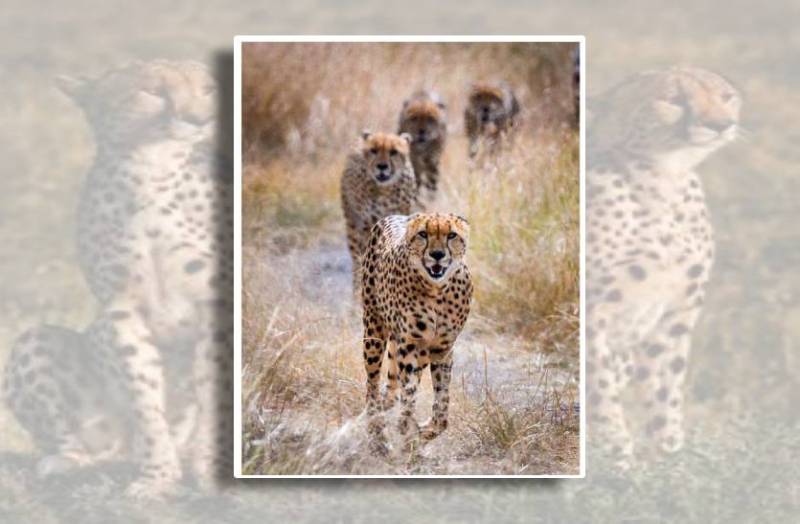 cheetah_in_kuno_mp_cheetah_project_in_kuno_national_park_experts_advice_to_shivraj_singh_sarkar_and_union_government_of_india_cheetah_dead_in_kuno_report.jpg