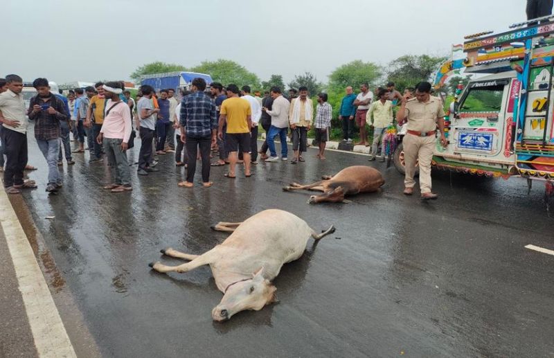 video : नेशनल हाइवे पर हादसे में 10 गायों की दर्दनाक मौत