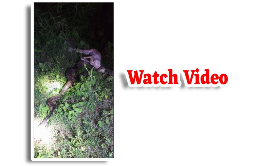 viral_video_python_swallows_goat_in_mp_agar_malwa_mp_viral_video.jpg
