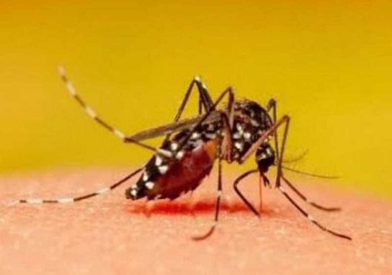 शहर में डेंगू की दस्तक, 6 केस मिले, चिकित्सा विभाग भी हुआ सक्रिय