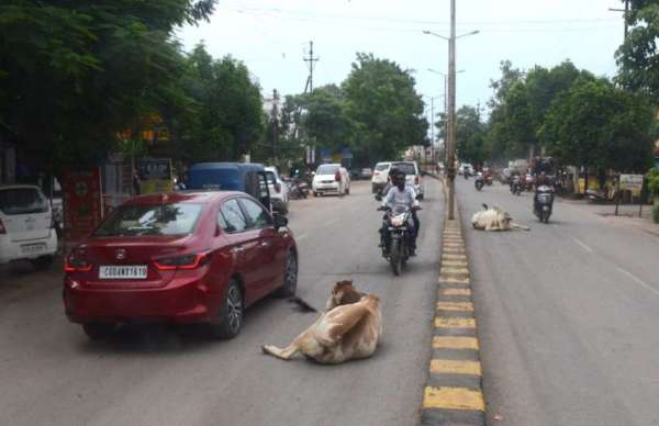 यहां कब आएगा काऊकैचर