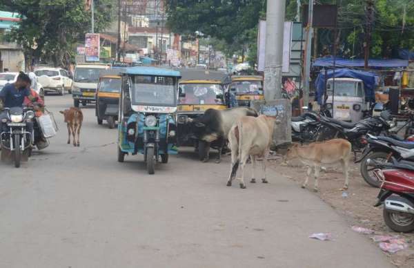 यहां कब आएगा काऊकैचर