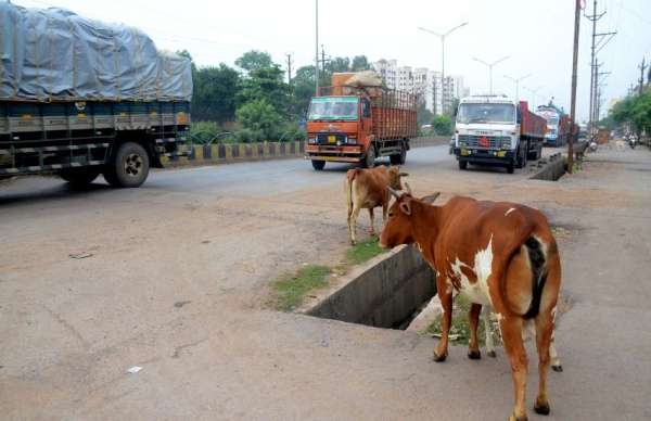 यहां कब आएगा काऊकैचर