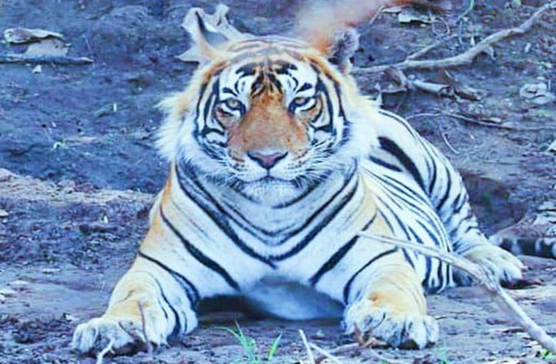 टाइगर लवर्स के लिए खुशखबरी : रणथंभौर से रेस्क्यू कर मुकुंदरा रिजर्व में लाए टी 2301 बाघिन