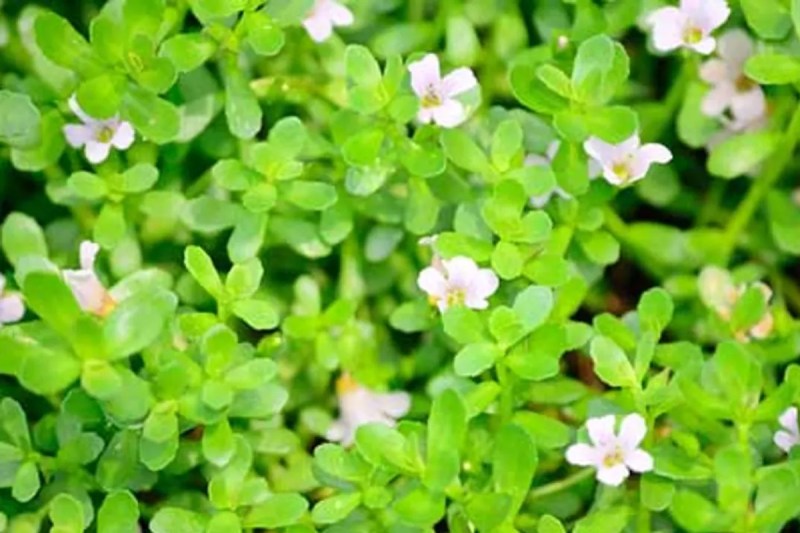 benefits-of-brahmi.jpg