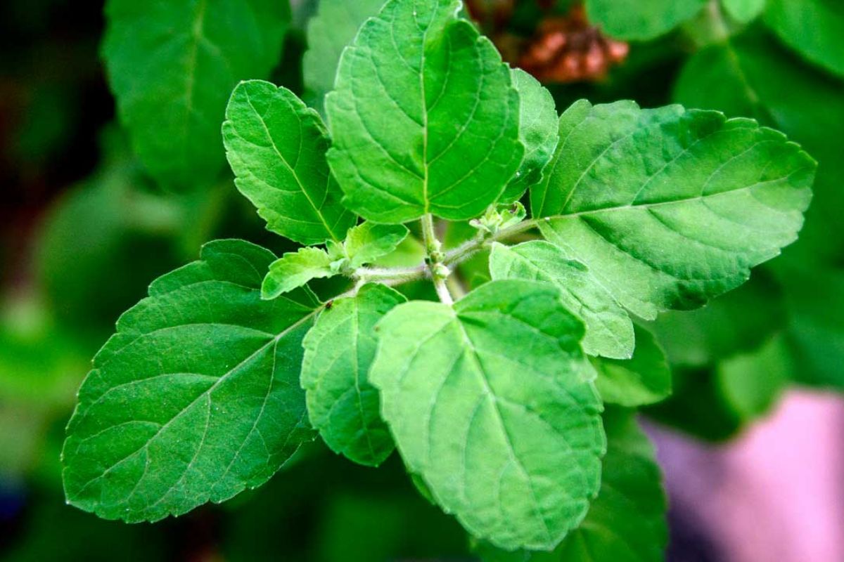 unique_benefits_of_tulsi.jpg