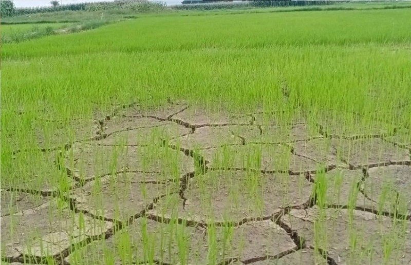 CG Weather : आखिर कब होगी बारिश.. किसानों को सता रही चिंता, इस जिले के खेतों में पड़ रही दरारें