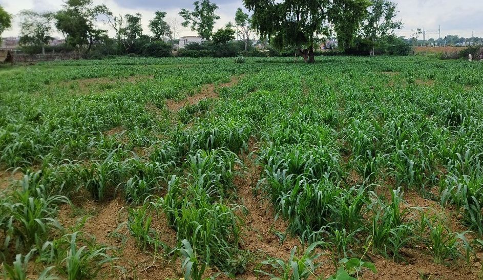 Bajra crop started withering in waiting for rain, farmers worried