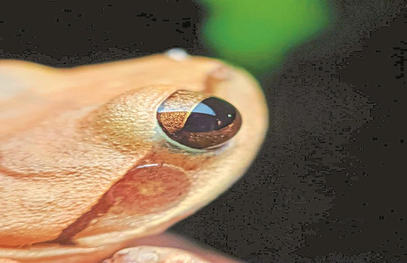 World Photography Day 2023: NIT's Nomesh becomes top photographer