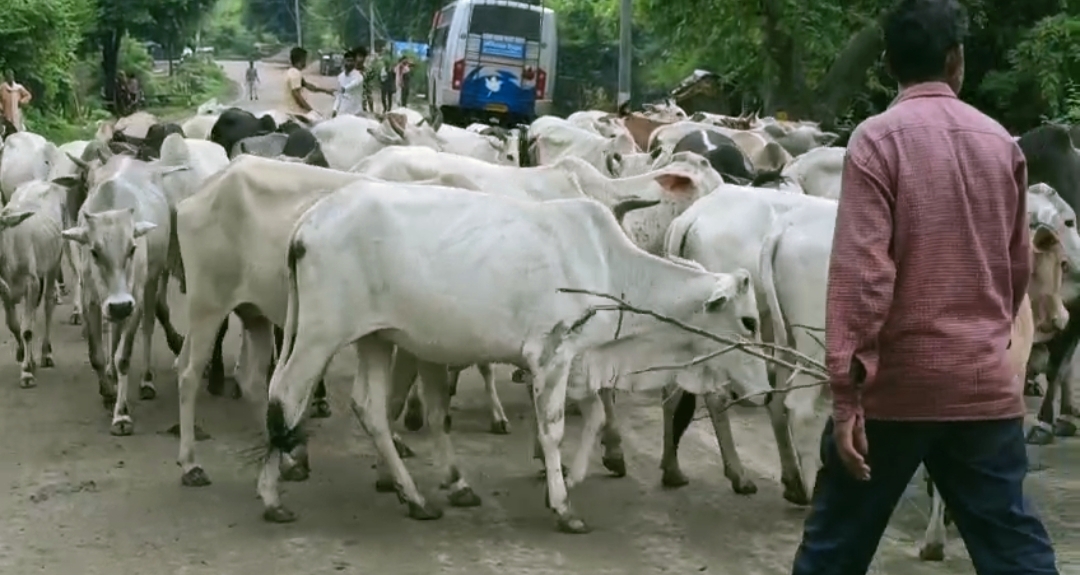 Lalitpur News: अन्ना पशुओं से परेशान ग्रामीणों ने की सड़क जाम, बड़ी मसक्कत के
बाद पुलिस ने हटाए जानवर