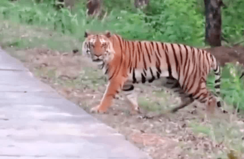 Tiger video news