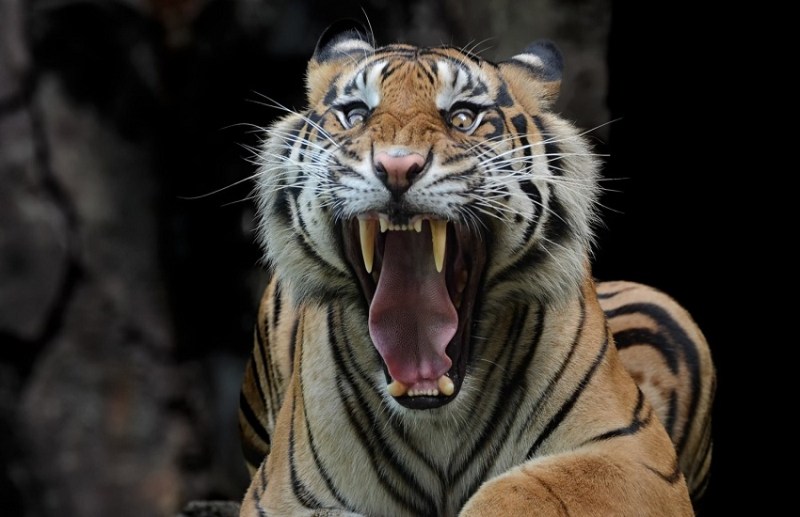 छत्तीसगढ़ आ रहे MP और महाराष्ट्र के बाघ, चल रही है खास तैयारी, अचानकमार टाइगर रिजर्व बनेगा बसेरा