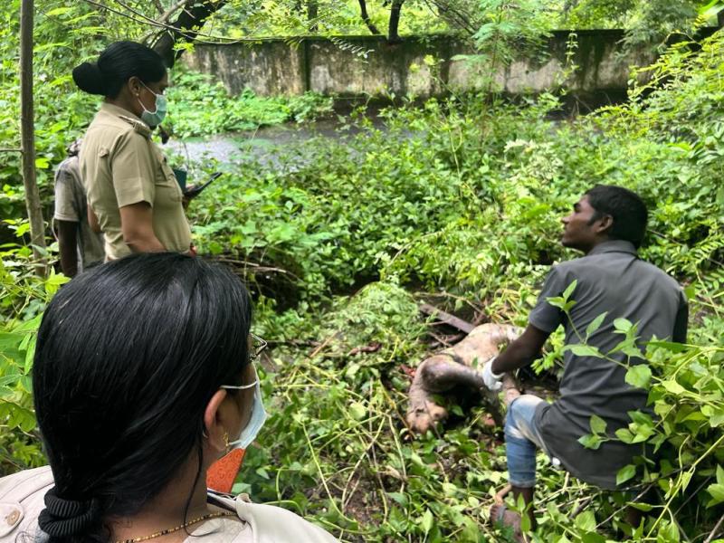 Suspected dead body of a naked girl found in the bushes, fear of murder after rape