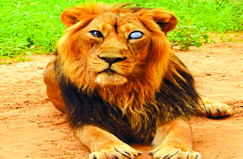 lion.jpg