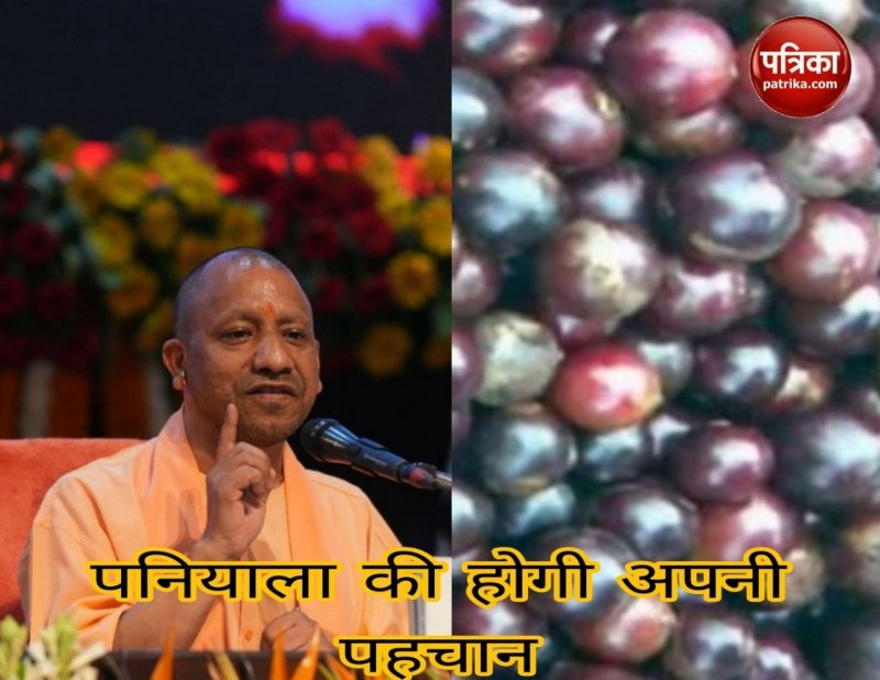 चार पांच दशक पहले तक खूब मिलते थे पेड़ और फल