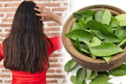 Curry Leaves Benefits : बालों के झड़ने या रूखेपन की समस्या से रहते हैं परेशान, तो
करी पत्ता का ऐसे करें इस्तेमाल - image