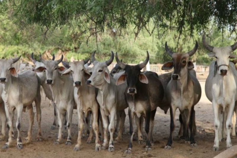 ten bovines stolen from aligarh cow shed remains found in empty land