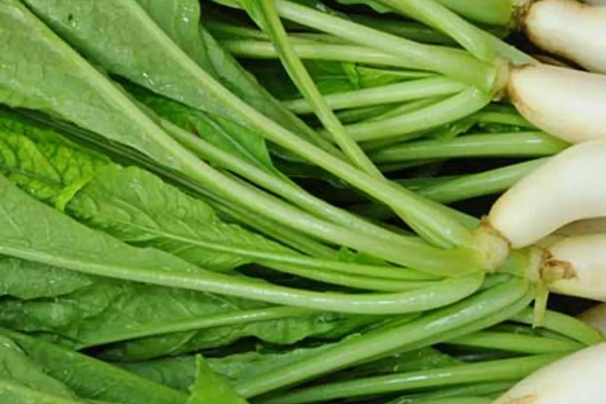 radish_leaves.jpg