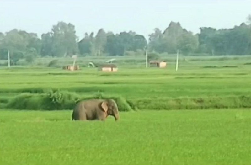 Elephant killed woman