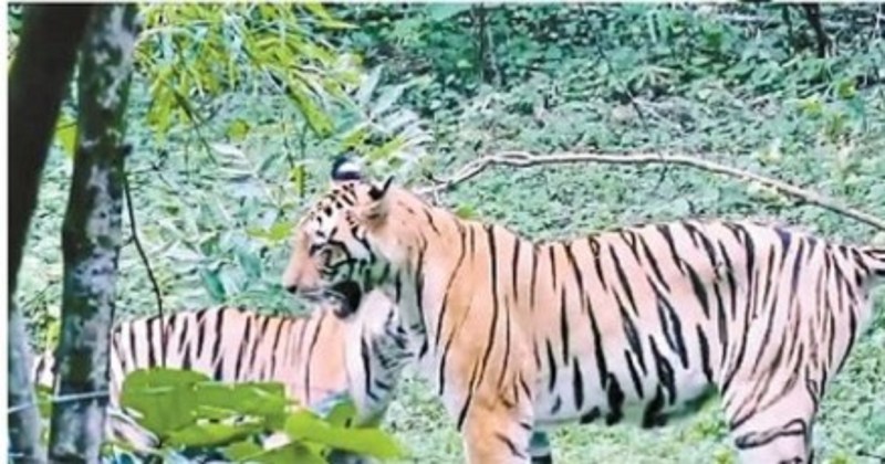 रैनी सीजन में भी कान्हा का जलवा प्रकृति का आनंद लेने पहुंच रहे लोग