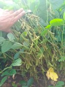 बारिश की खेंच से किसानों के माथे पर चिंता की लकीरें...कई जगह मुरझाने लगीं सोयाबीन, मक्का व मूंगफली की फसलें