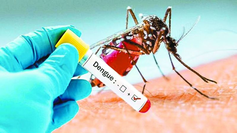dengu.jpg