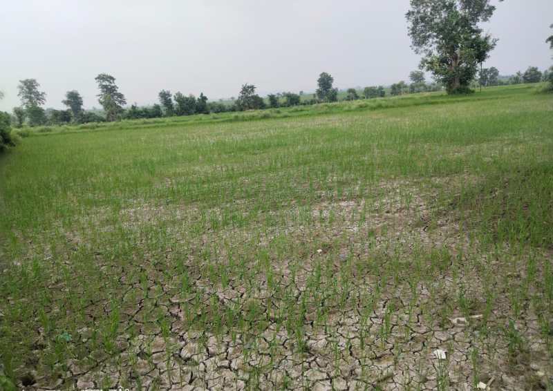 बारह दिन से नहीं बरसा पानी, धान के गढ़े सूखे
