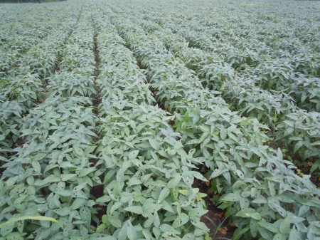 Standing crops in trouble due to stoppage of rain,Standing crops in trouble due to stoppage of rain