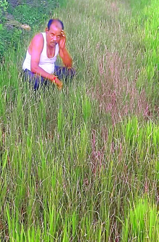 कुरदी के किसानों को बारिश की चिंता, हर जगह नहीं पहुंच रहा जलाशयों का पानी, जहां पानी नहीं, वहां सूख रहीं फसलें