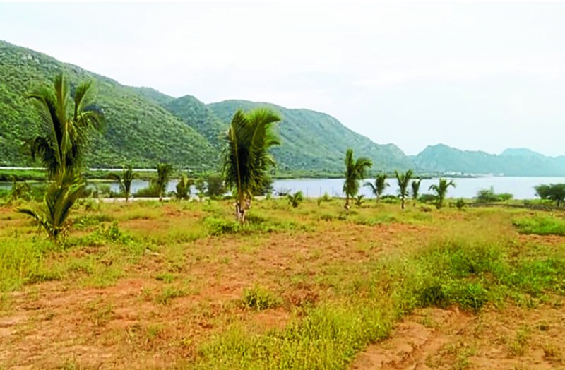 मेहनत रंग लाई: दक्षिण में ही नहीं अब बीसलपुर की तलहटी में होगी नारियल की पैदावार