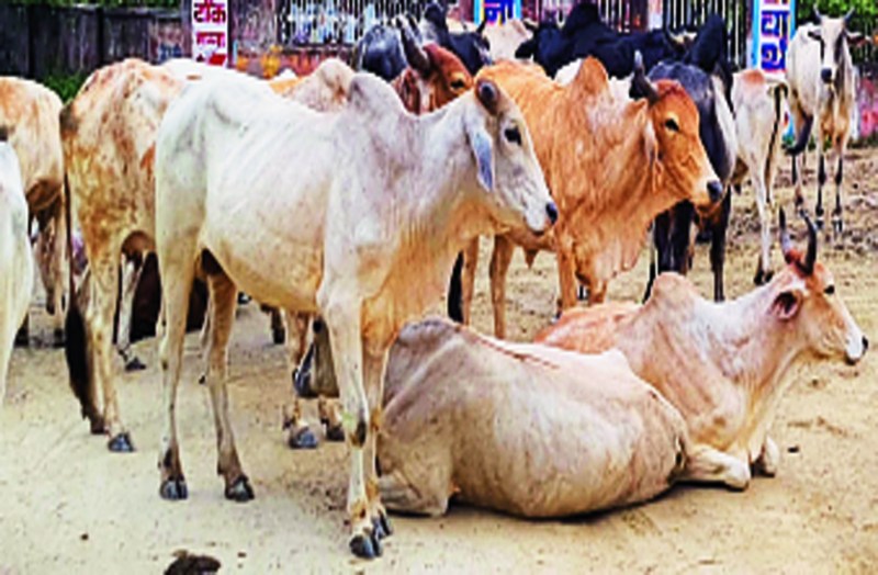 पशुपालकों को नहीं मिल रहा योजना का लाभ, छलावा साबित हो रही कामधेनु नि:शुल्क बीमा योजना