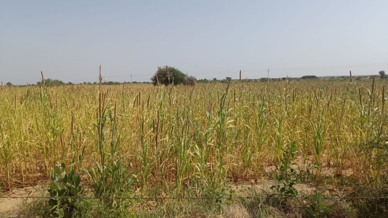 बारिश नहीं होने व अपर्याप्त बिजली आपूर्ति से जल रही फसलें