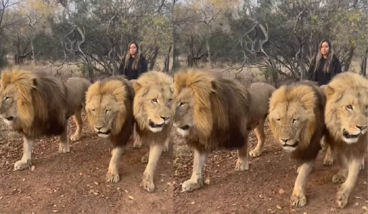 woman_took_out_a_parade_of_lions_without_fear_watch_video.png