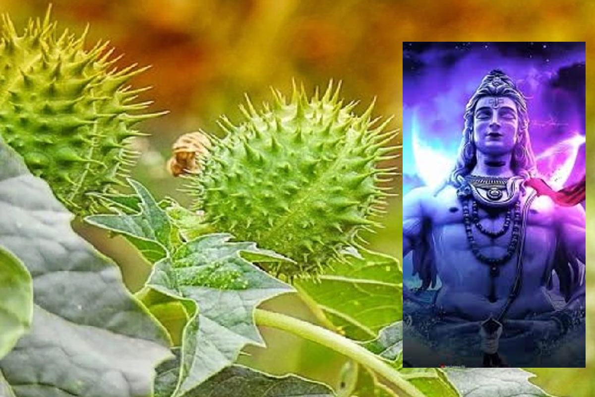 शिव जी का प्रिय फल धतूरा है 100 मर्जों की एक दवा, जानिए रहस्यमय और गुणकारी लाभ