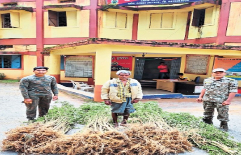 He was cultivating ganja in the courtyard of his house, police raided