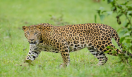 humans_and_leopards_live_together_at_bera_rajasthan_but_no_accident_has_happened.png