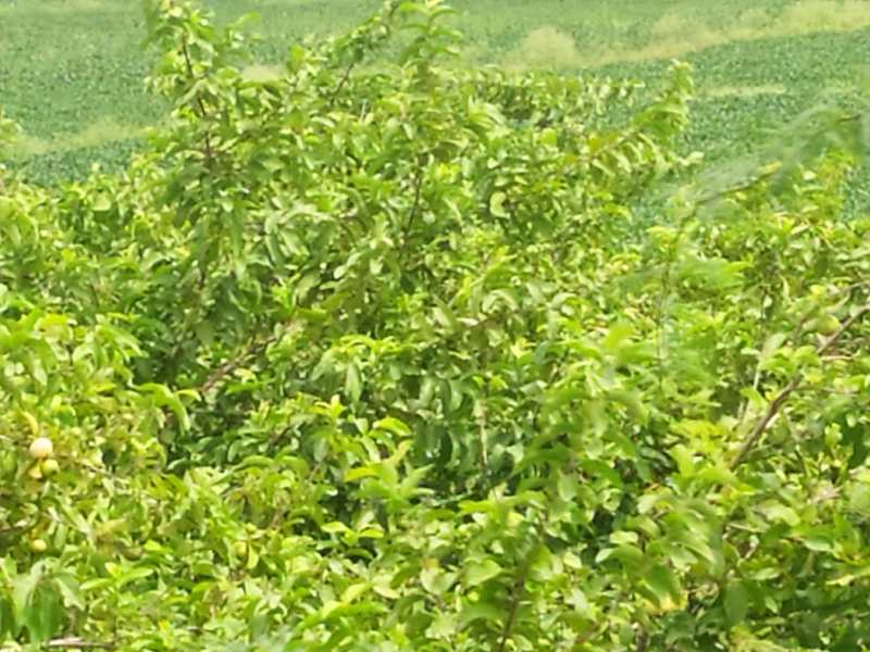 पलायथा ने बनाई बागवानी में पहचान