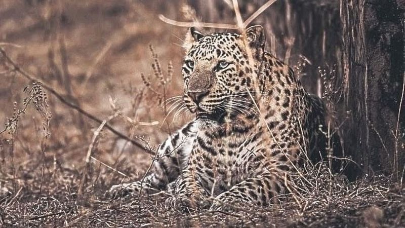 चित्तापुर के दंडगुंड में तेंदुए की आहट से लोग भयभीत, मवेशियों का शिकार