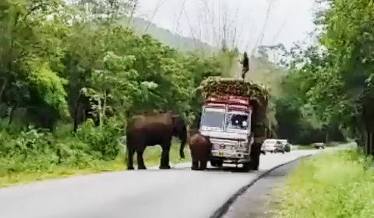 elephants_put_road_charges_on_truck_driver_video_goes_viral_watch_it.jpg