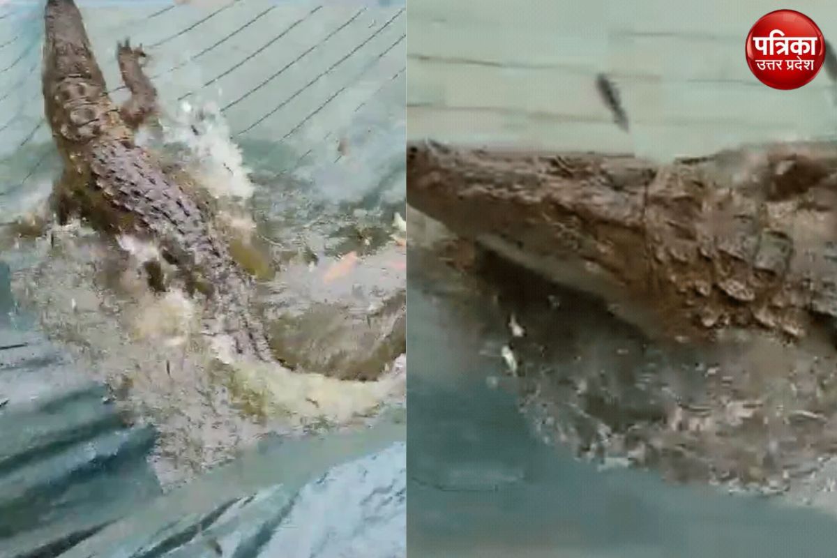 Video: मछलियों के जाल में फंसा 10 फीट का मगरमच्छ, जान बचाकर भागे मछुआरे