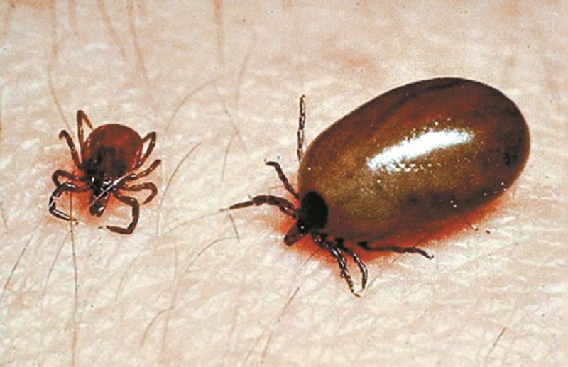 Scrub typhus disease caused by insect bite