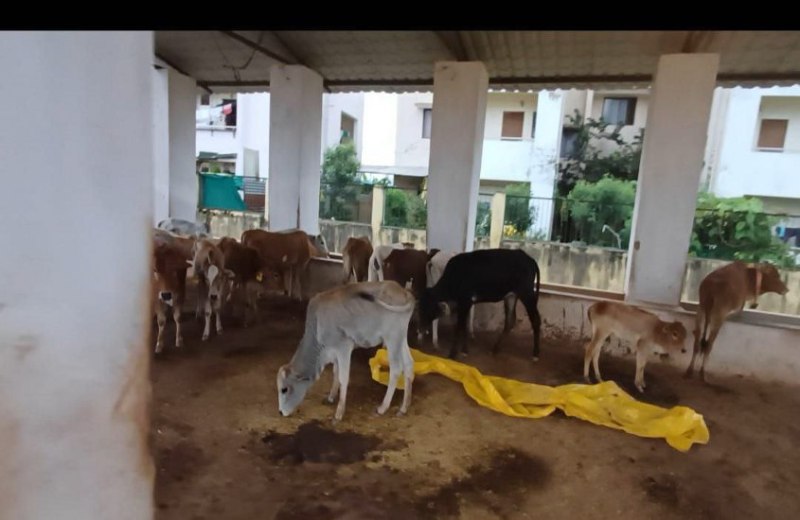 कांजी हाऊस में सीमित जगह और दाना-पानी की कमी के बीच तड़प रहे मवेशी