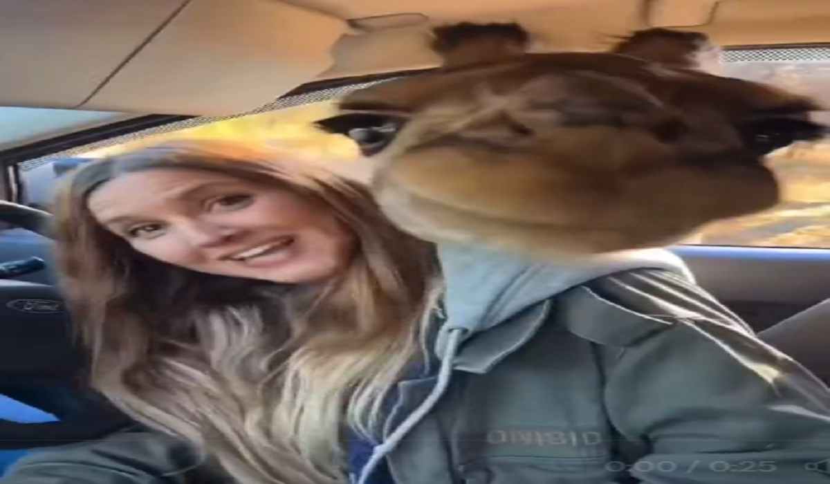 woman_was_sitting_in_car_suddenly_giraffe_entered_through_window_watch_funny_video.png