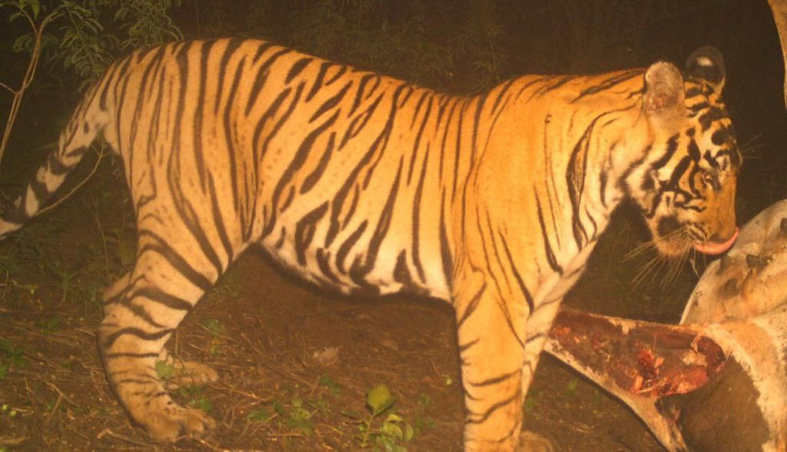 बाघ अलवर के पास पहुंच गया, अधिकारी क्यूं हुए चितिंत