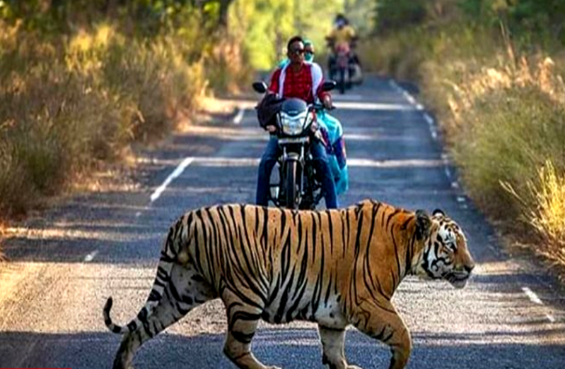 Tiger movement in villages
