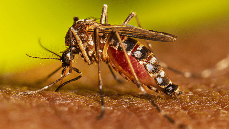 Home Remedies for Dengue fever