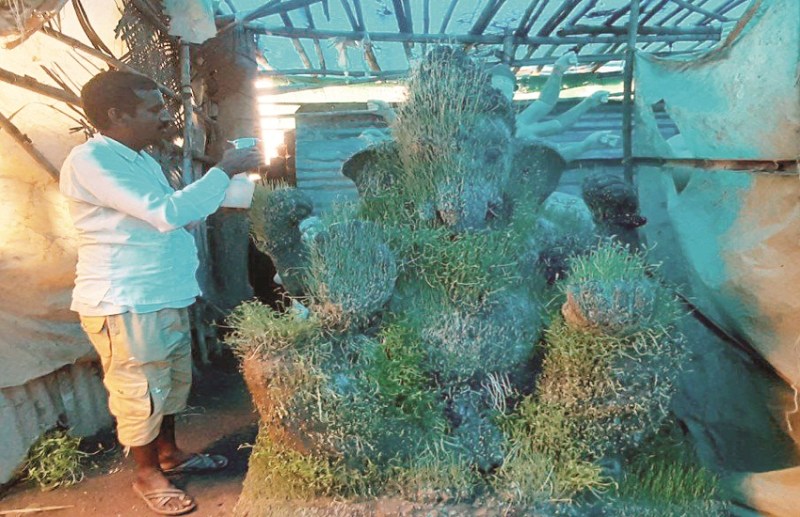 गणेश भगवान की अनोखी मूर्ति... प्रतिमा में उगाया मूंग, उड़द व चना, कलाकार ने 5 साल में तैयार किया प्लान